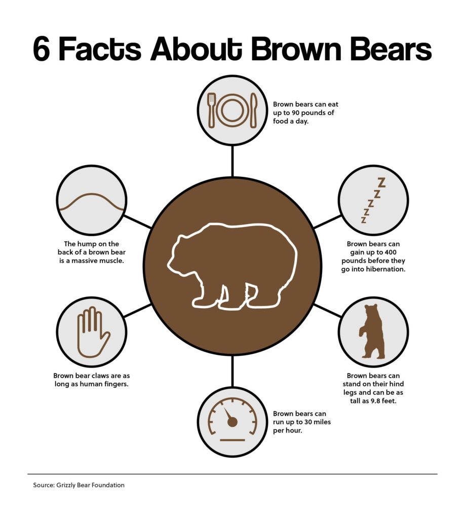 6 Facts About Brown Bears