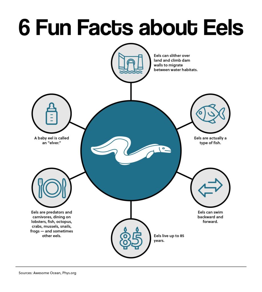 6 Facts about Eels
