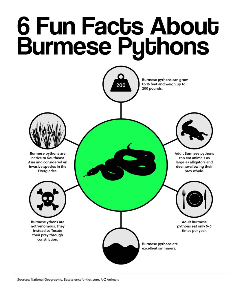 6 Fun Facts About Burmese Pythons