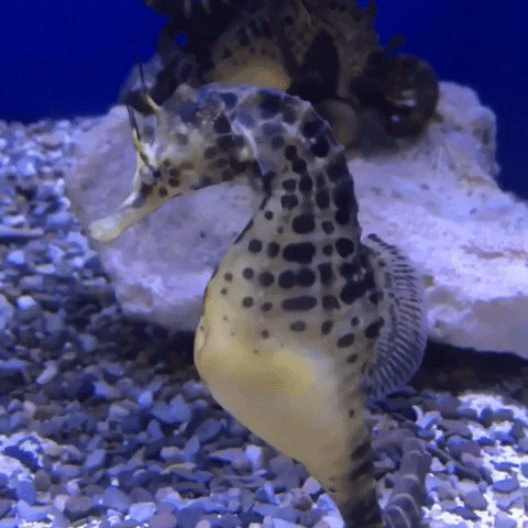 seahorse