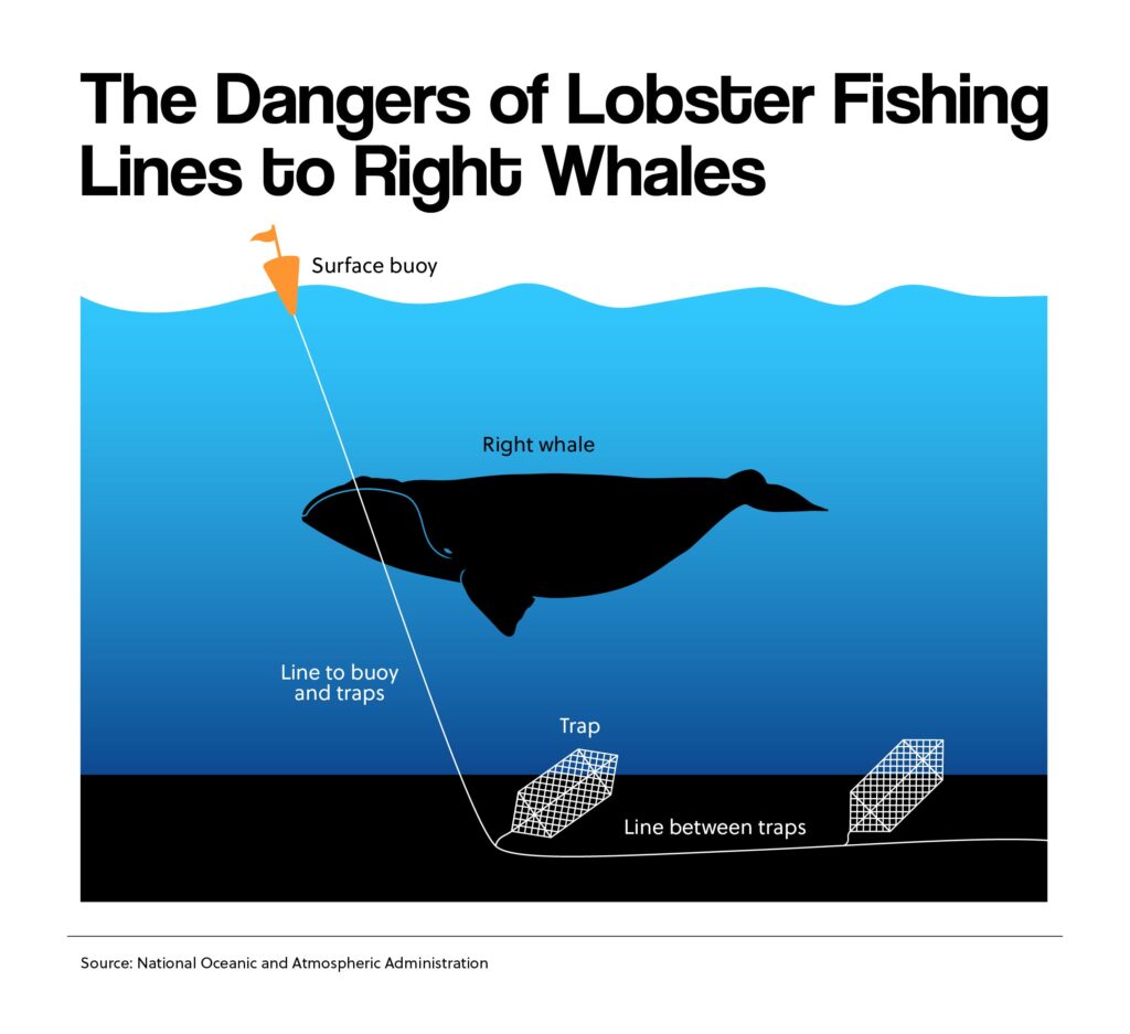 The Dangers of Lobsters Fishing to Right Whales