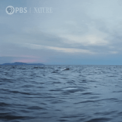 orcas