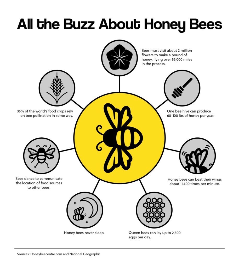 All the Buzz About Honey Bees