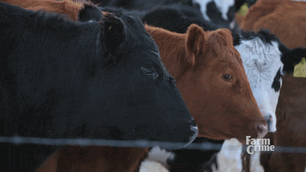 cows