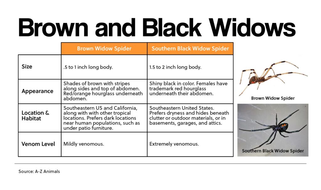 Brown and Black Widows