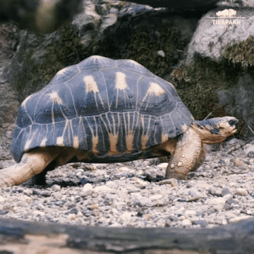 tortoise