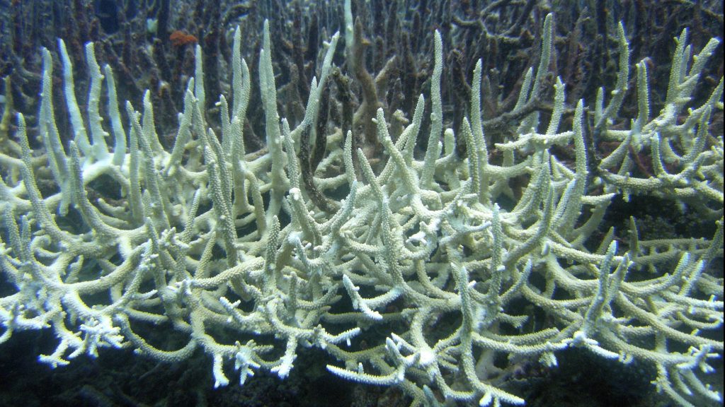 coral