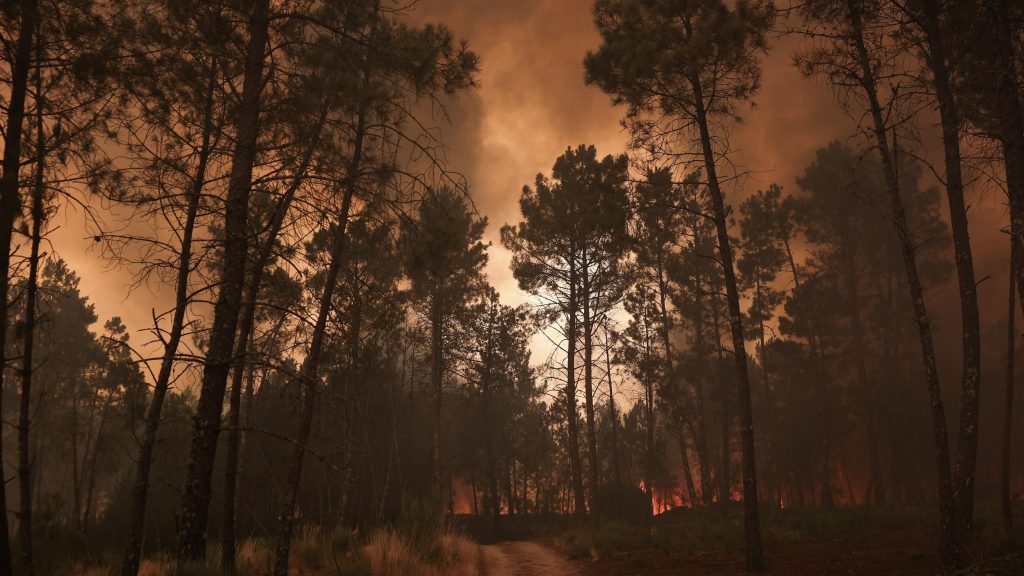 forest fires