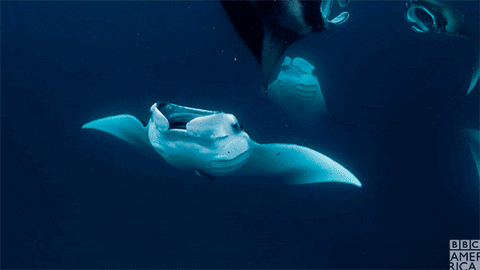 manta rays swimming