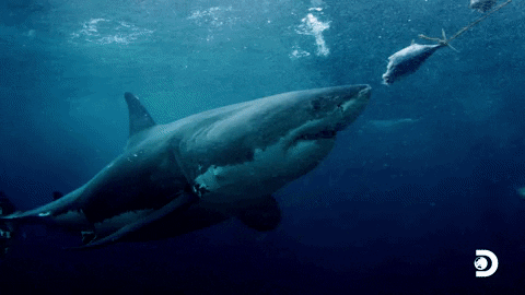 shark