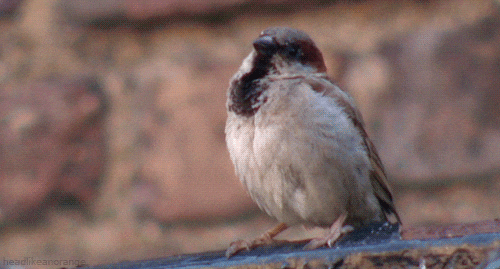 bird