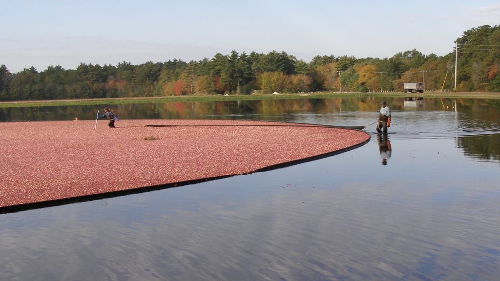 cranberry